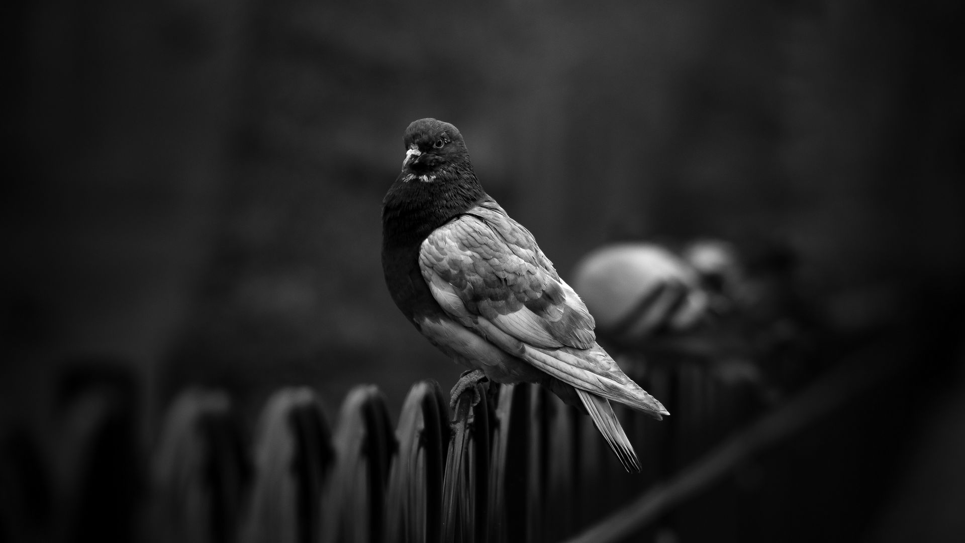 Download wallpaper 1920x1080 dove, pigeon, bw, bird, fence full hd, hdtv,  fhd, 1080p hd background