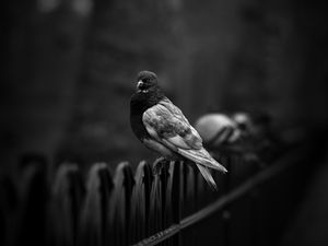Preview wallpaper dove, pigeon, bw, bird, fence