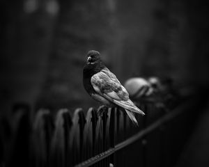 Preview wallpaper dove, pigeon, bw, bird, fence