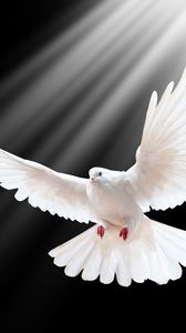 Preview wallpaper dove, scale, wings, light, black background, freedom