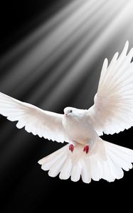 Preview wallpaper dove, scale, wings, light, black background, freedom