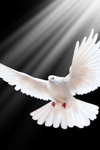 Preview wallpaper dove, scale, wings, light, black background, freedom