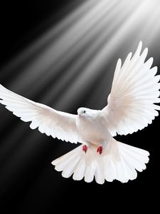 Preview wallpaper dove, scale, wings, light, black background, freedom