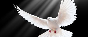 Preview wallpaper dove, scale, wings, light, black background, freedom