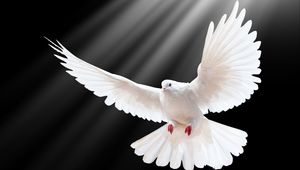 Preview wallpaper dove, scale, wings, light, black background, freedom