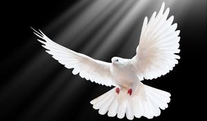 Preview wallpaper dove, scale, wings, light, black background, freedom