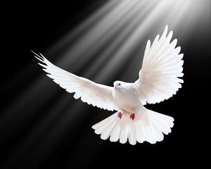 Preview wallpaper dove, scale, wings, light, black background, freedom