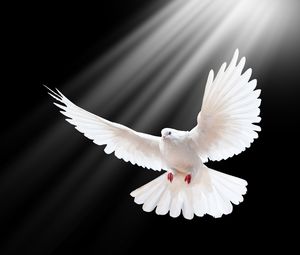 Preview wallpaper dove, scale, wings, light, black background, freedom