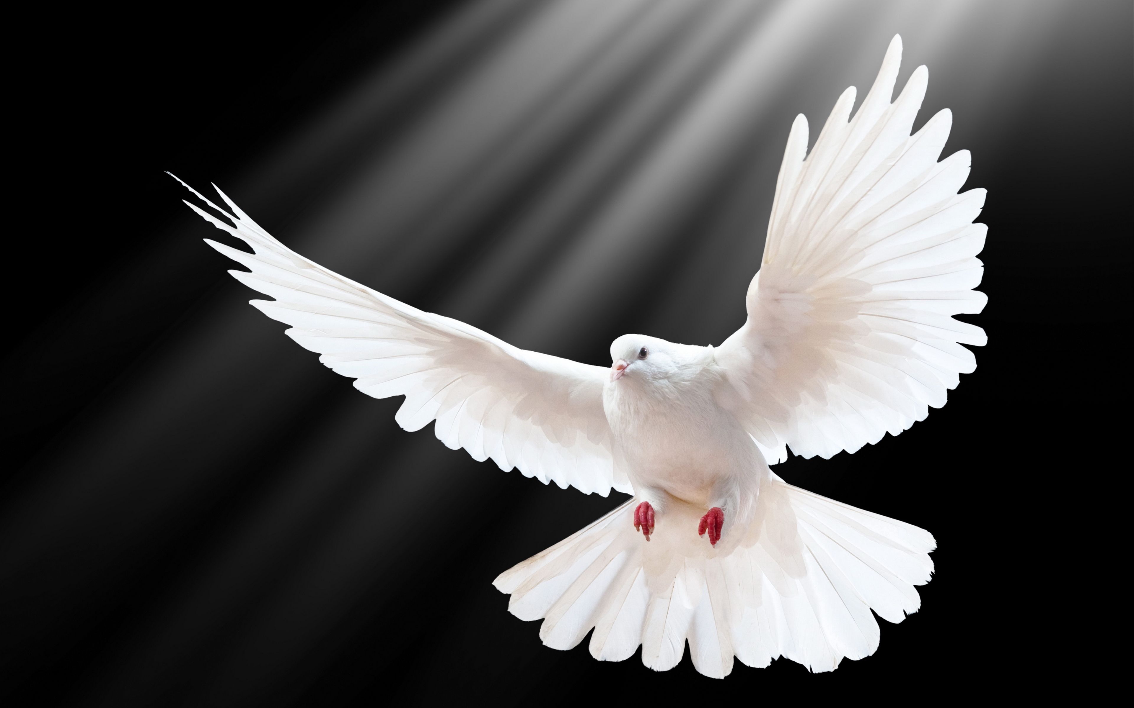 Download wallpaper 3840x2400 dove, scale, wings, light, black ...