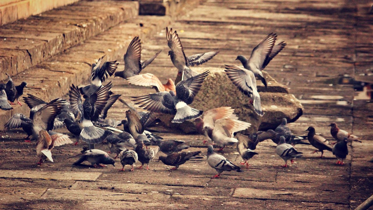 Wallpaper doves, birds, flock of birds, city