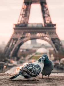 Preview wallpaper doves, couple, eiffel tower