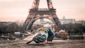 Preview wallpaper doves, couple, eiffel tower