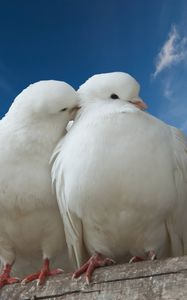 Preview wallpaper doves, couple, rose, sky, love