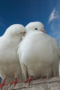 Preview wallpaper doves, couple, rose, sky, love