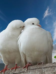 Preview wallpaper doves, couple, rose, sky, love