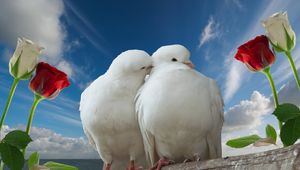 Preview wallpaper doves, couple, rose, sky, love