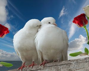 Preview wallpaper doves, couple, rose, sky, love