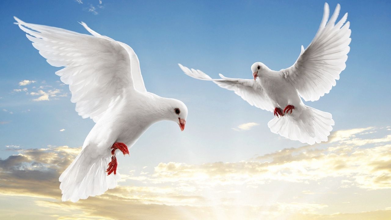 Wallpaper doves, white, pair, flight, sky, blue, light