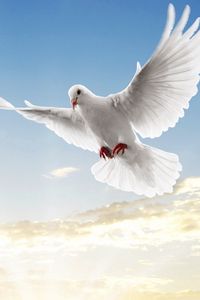 Preview wallpaper doves, white, pair, flight, sky, blue, light