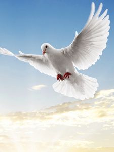 Preview wallpaper doves, white, pair, flight, sky, blue, light