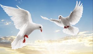 Preview wallpaper doves, white, pair, flight, sky, blue, light