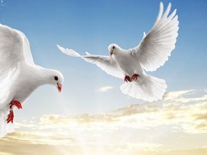 Preview wallpaper doves, white, pair, flight, sky, blue, light