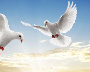 Preview wallpaper doves, white, pair, flight, sky, blue, light