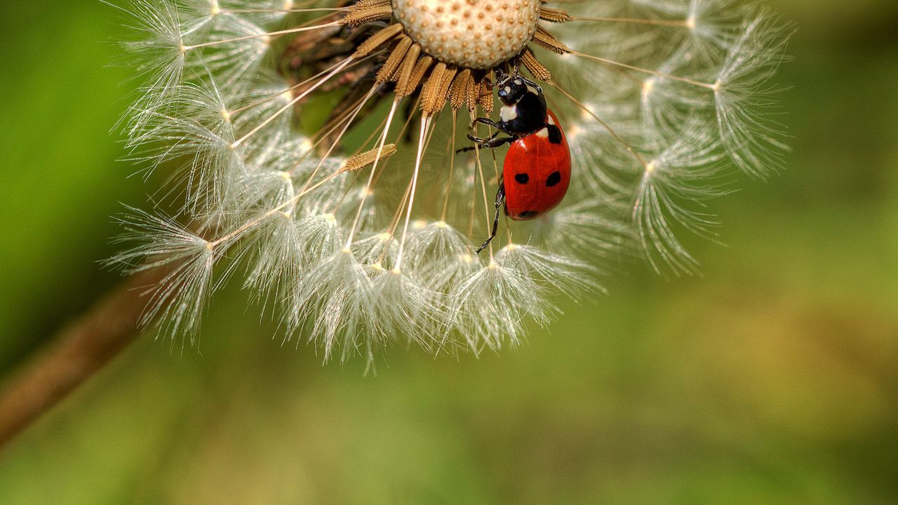 Wallpaper down, ladybug, dandelion, crawl