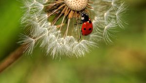 Preview wallpaper down, ladybug, dandelion, crawl