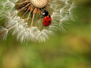 Preview wallpaper down, ladybug, dandelion, crawl