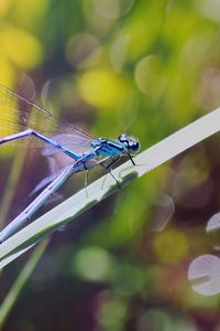 Preview wallpaper dragonflies, insects, grass