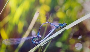 Preview wallpaper dragonflies, insects, grass