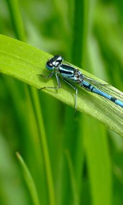 Preview wallpaper dragonfly, blade of grass, green background