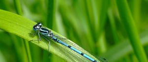 Preview wallpaper dragonfly, blade of grass, green background