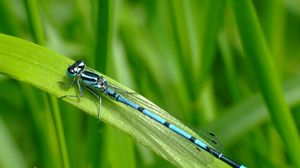 Preview wallpaper dragonfly, blade of grass, green background