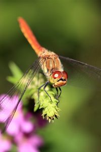 Preview wallpaper dragonfly, branch, light, insect