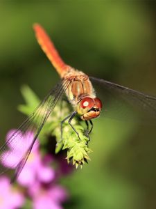 Preview wallpaper dragonfly, branch, light, insect