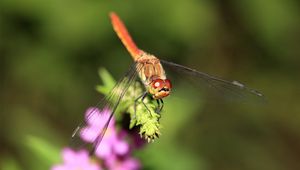 Preview wallpaper dragonfly, branch, light, insect