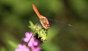 Preview wallpaper dragonfly, branch, light, insect