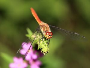 Preview wallpaper dragonfly, branch, light, insect