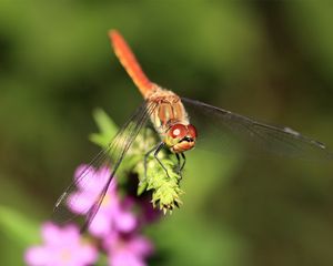 Preview wallpaper dragonfly, branch, light, insect