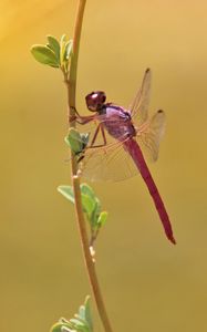 Preview wallpaper dragonfly, branch, macro, insect