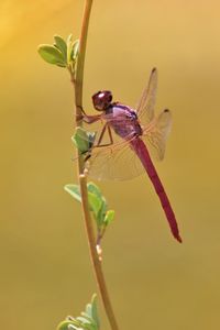 Preview wallpaper dragonfly, branch, macro, insect