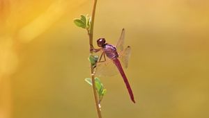 Preview wallpaper dragonfly, branch, macro, insect