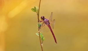 Preview wallpaper dragonfly, branch, macro, insect