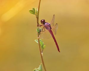 Preview wallpaper dragonfly, branch, macro, insect