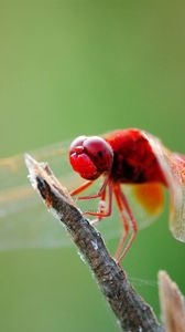 Preview wallpaper dragonfly, branch, sit, insect