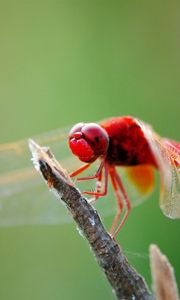 Preview wallpaper dragonfly, branch, sit, insect