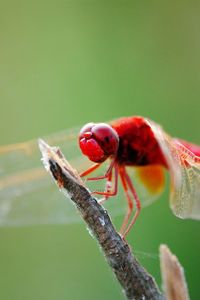 Preview wallpaper dragonfly, branch, sit, insect