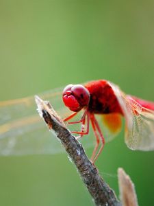 Preview wallpaper dragonfly, branch, sit, insect